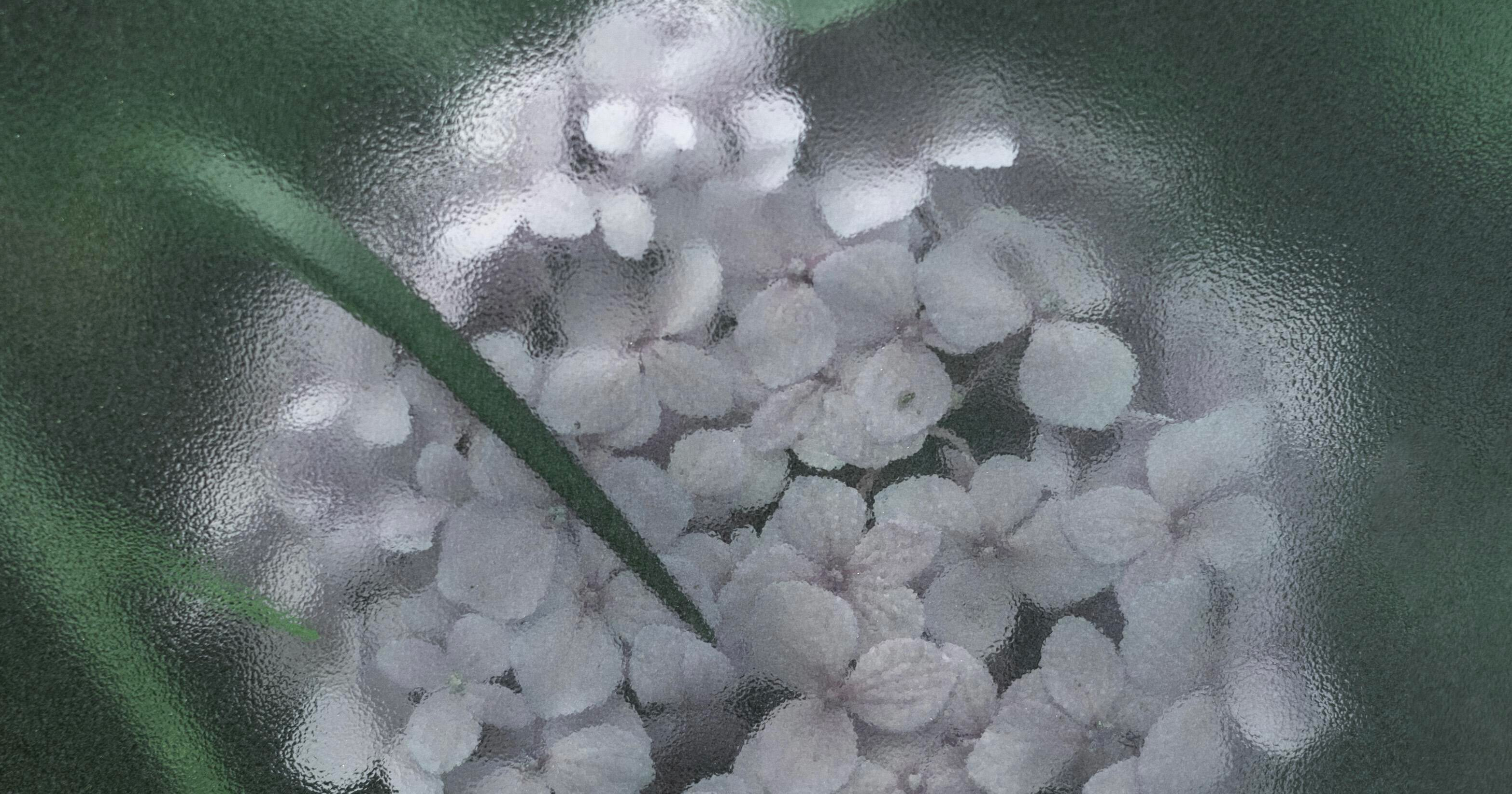 美丽的绣球花