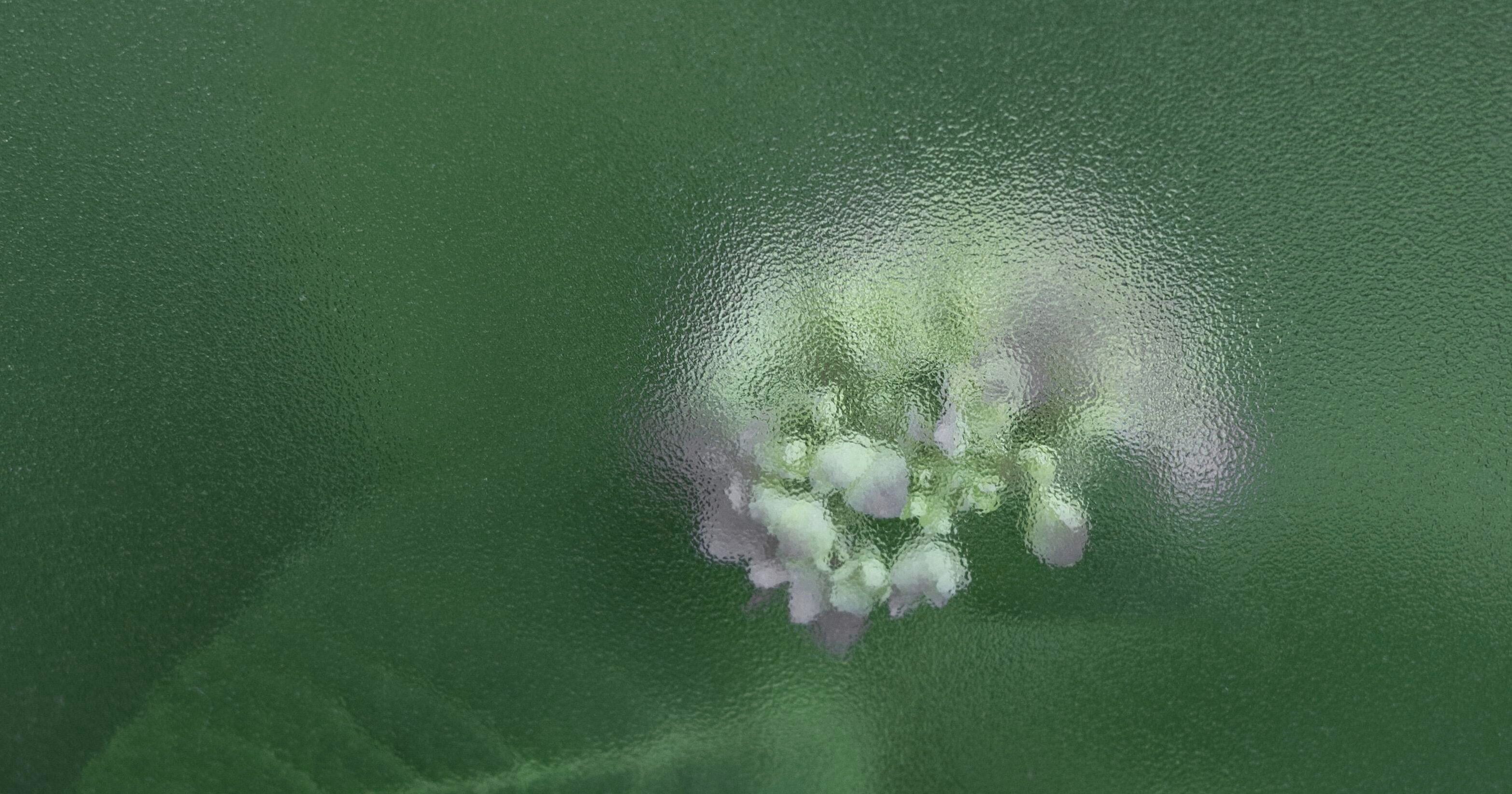 美丽的绣球花