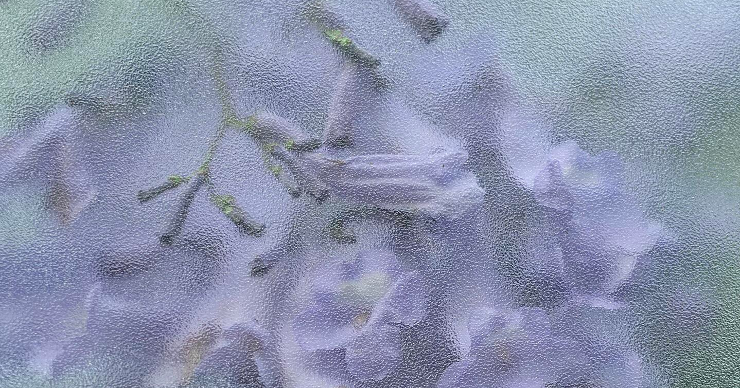 蓝楹花呀