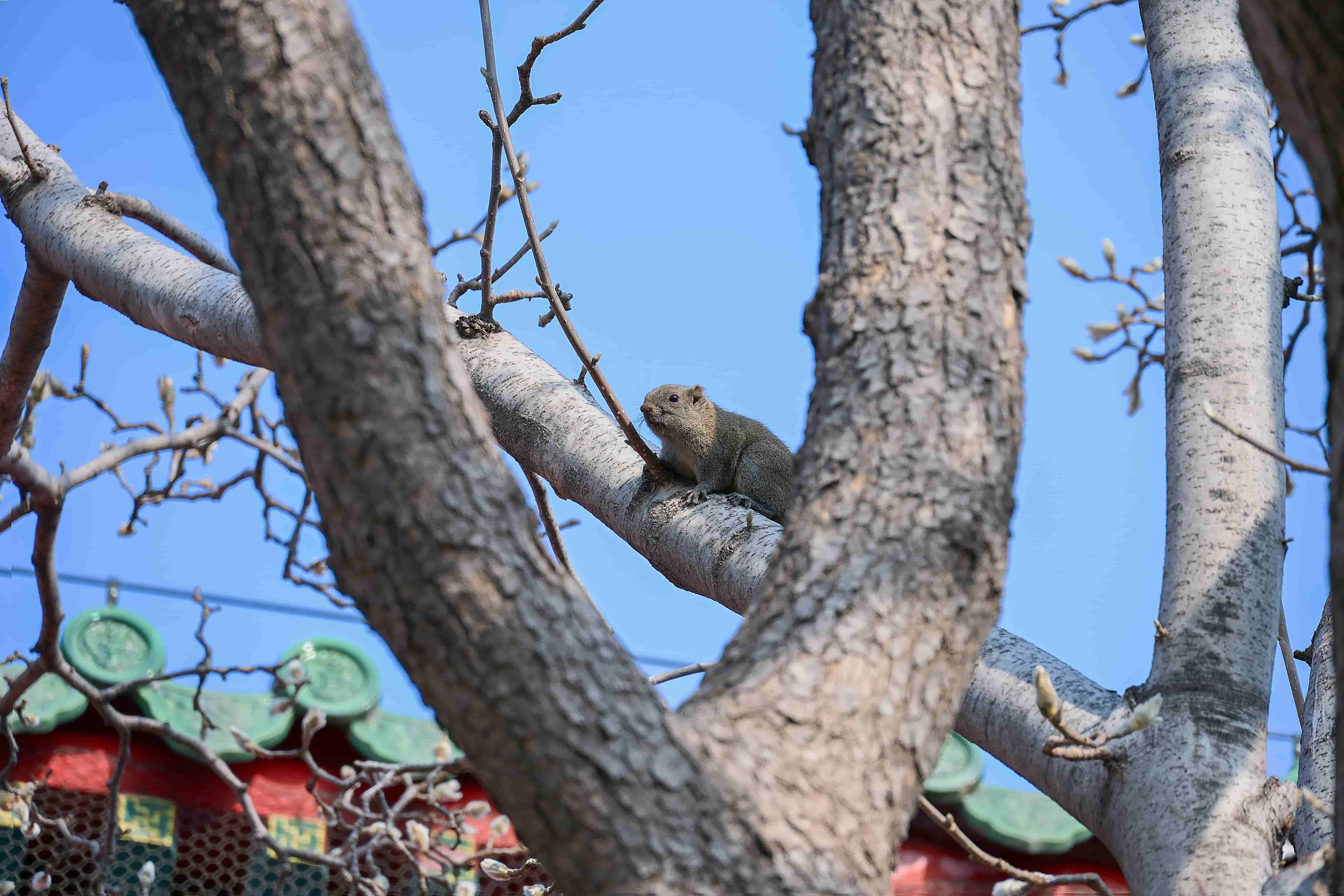 20260125-BEIIJING-W17URF3W-semts-07