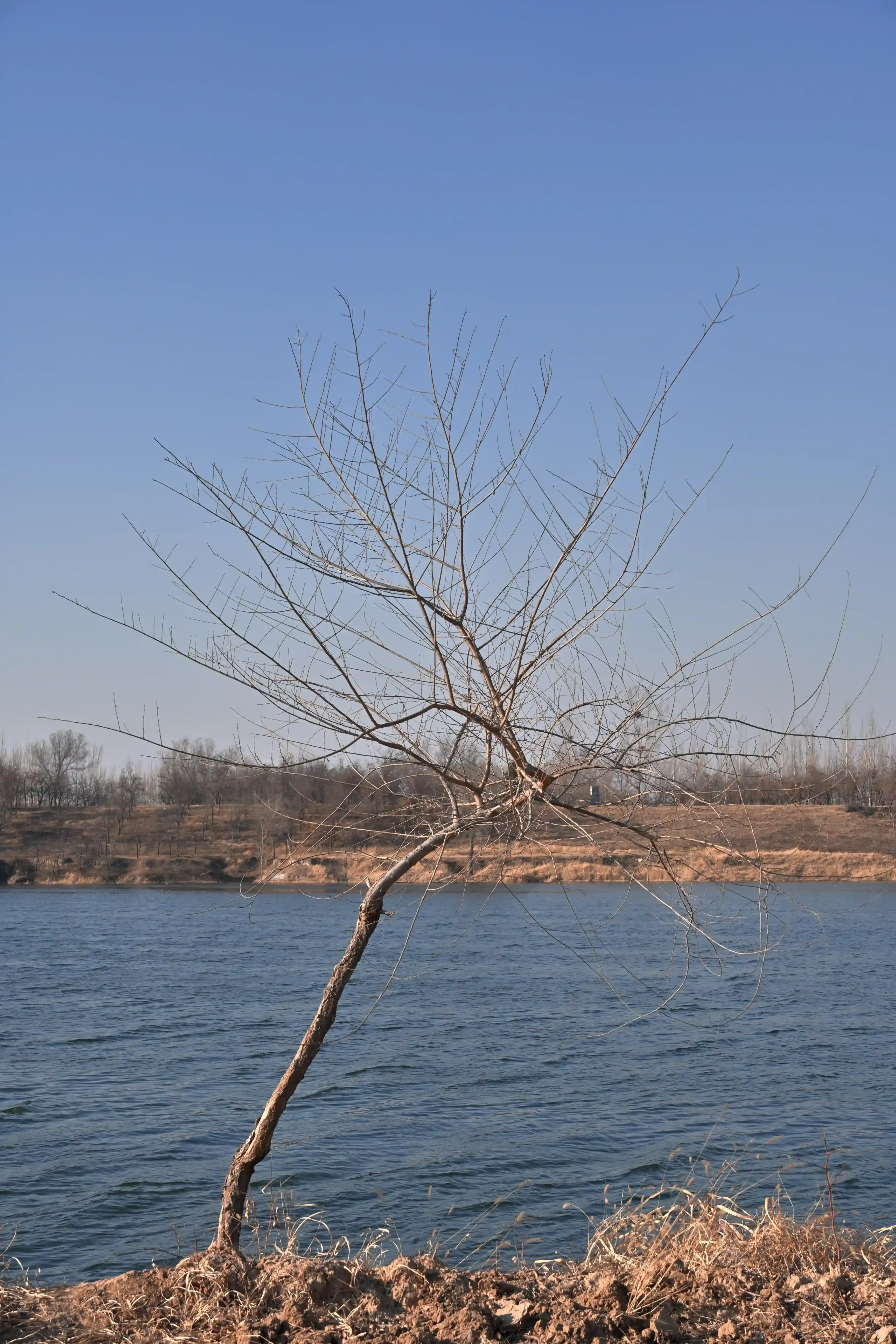 20260217-CUNZHUANG-SQM01ZTL-cjufk-006