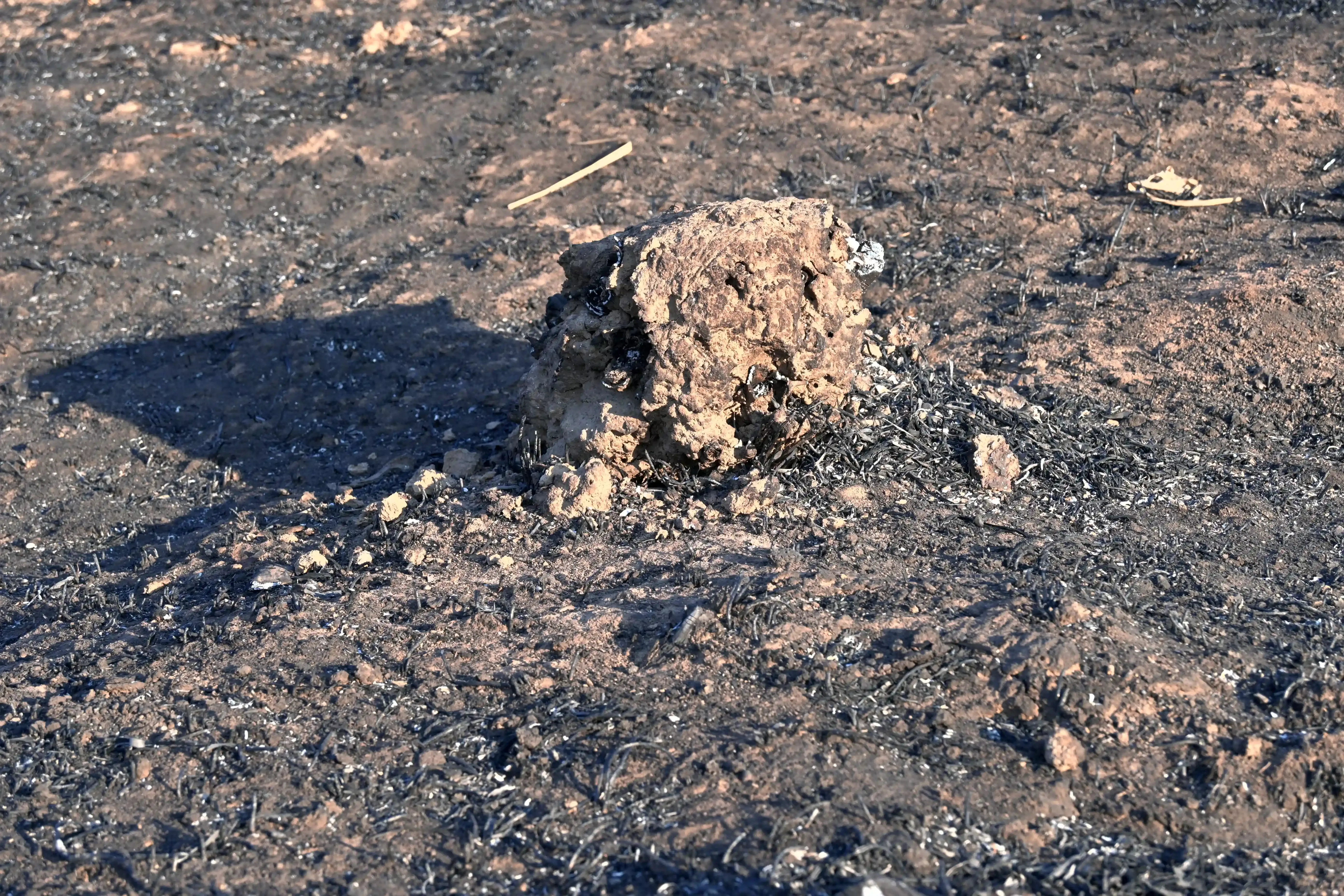 20260217-CUNZHUANG-YHNIRN5X-fcpoh-008