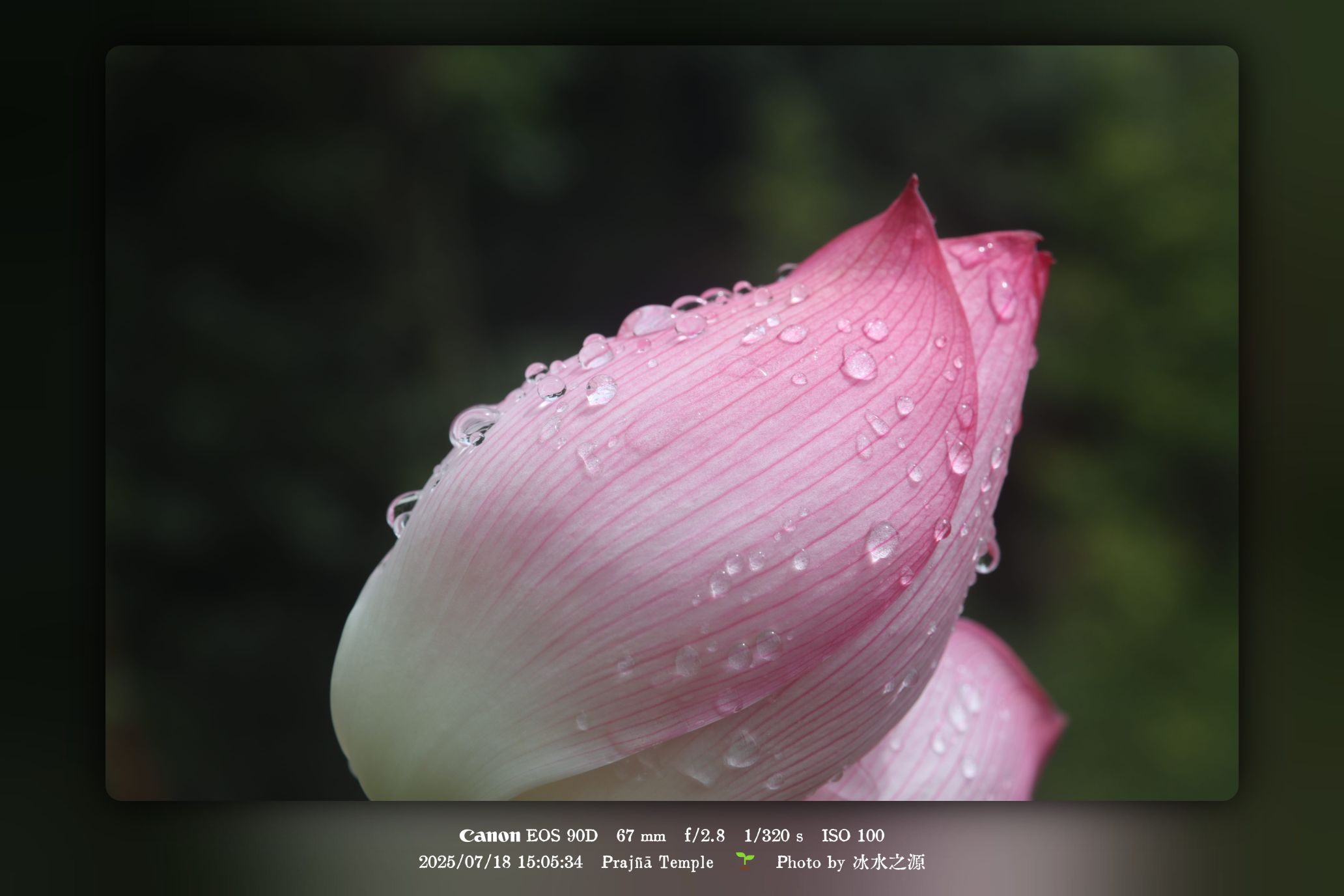 《雪儿与青青》第9章：指尖未落的那一巴掌