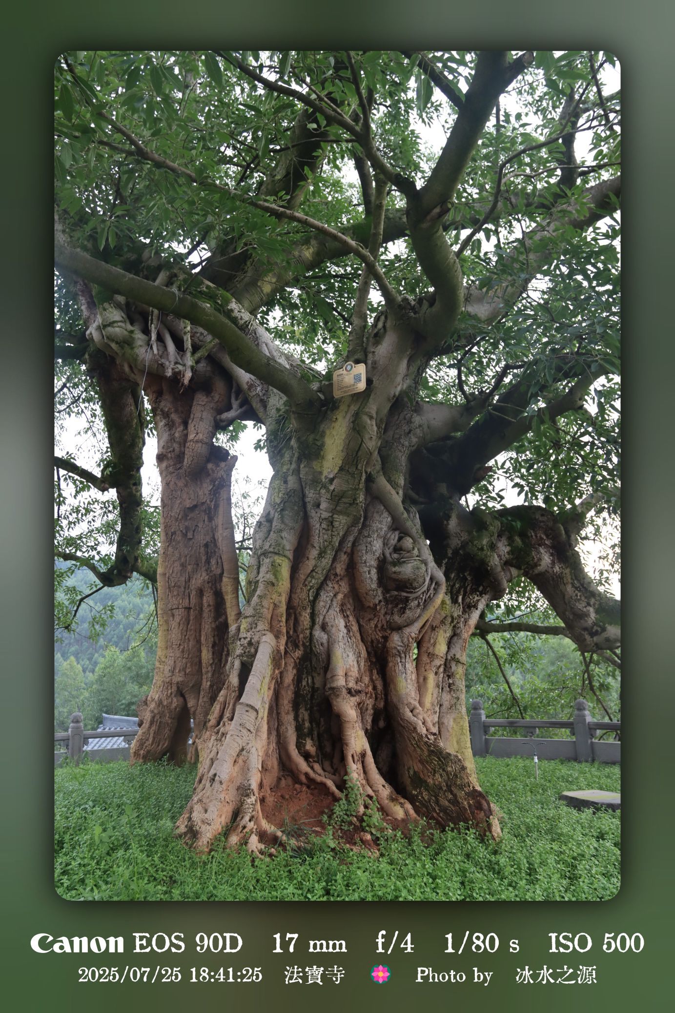 小雨的法宝寺之行