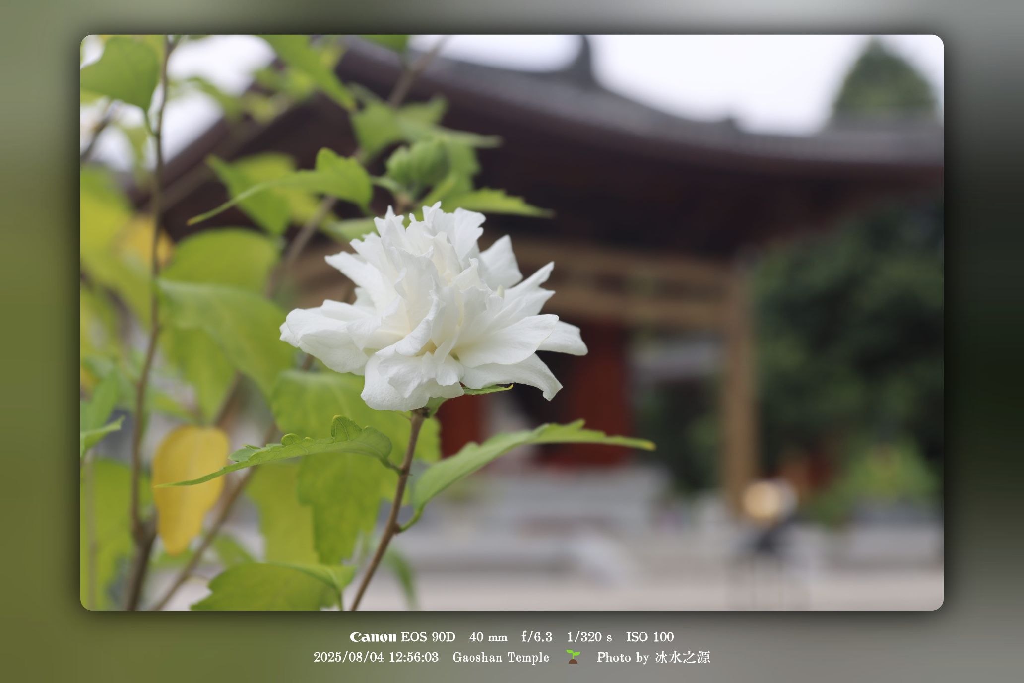 当我们不苦不乐时，才是最危险的修行状态