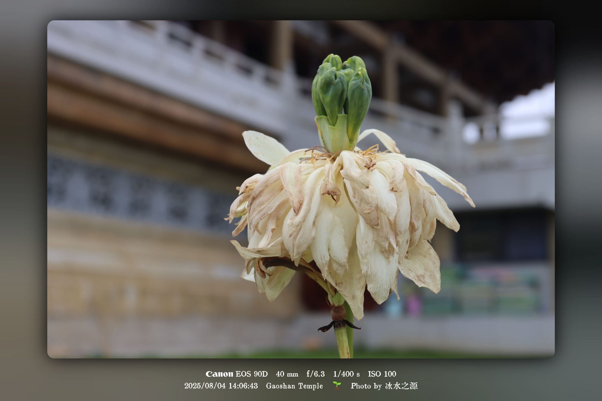 《雪儿与青青》连载说明