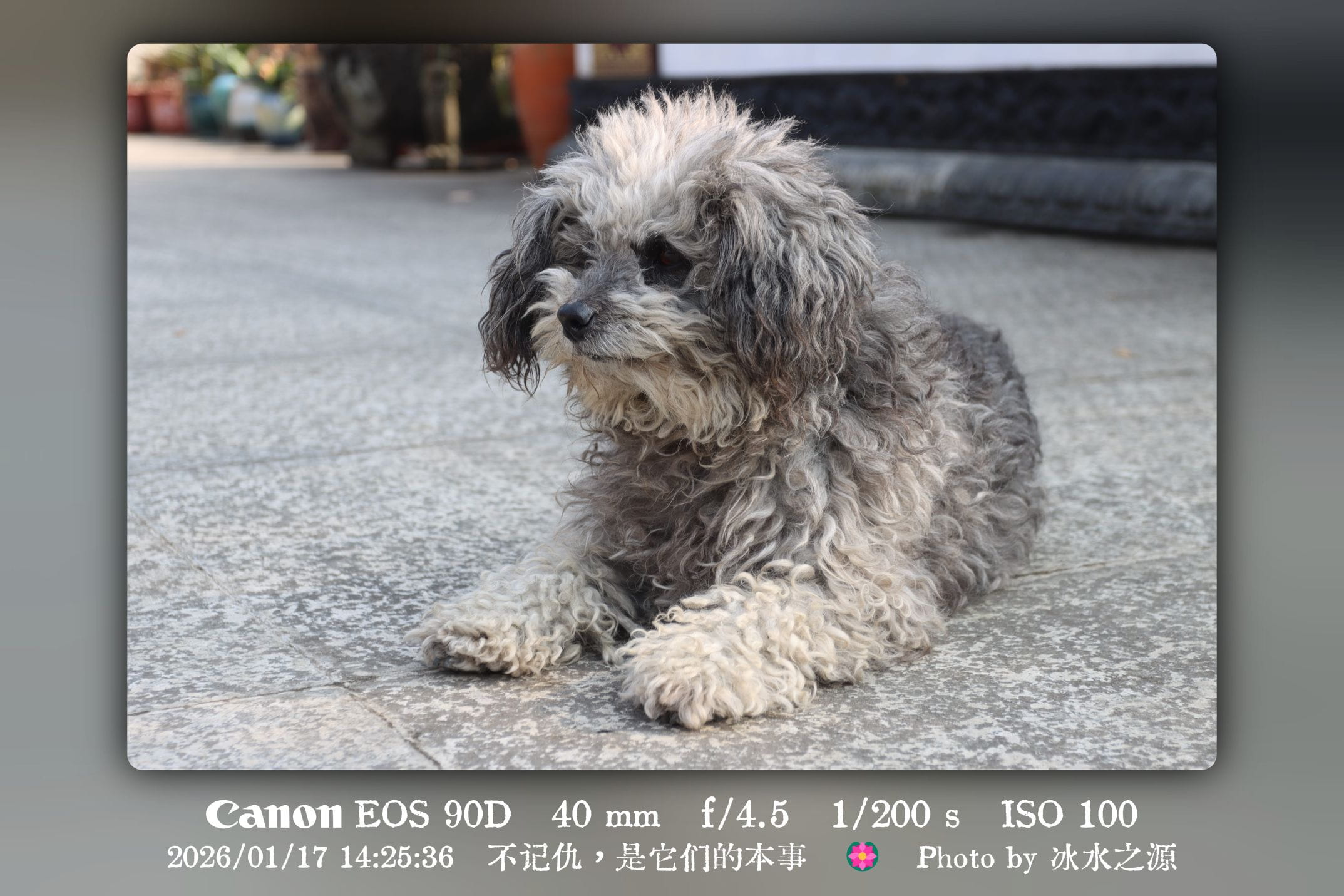 不记仇，是它们的本事