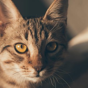 从零入门 cuda 编程？🦴深入理解 sgemmNN 算法！