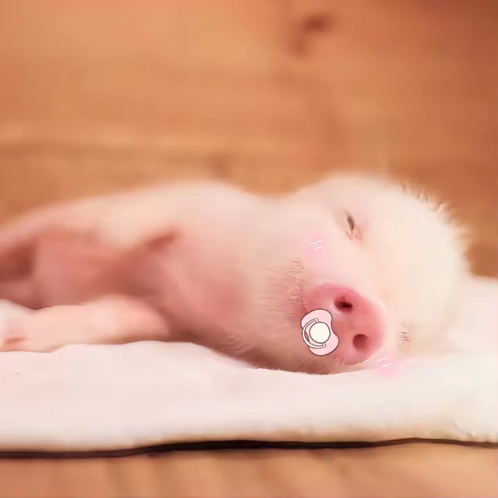 Profile Image of the Author